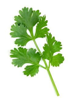 a green leafy plant on a white background