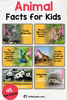 an animal fact book with pictures of animals