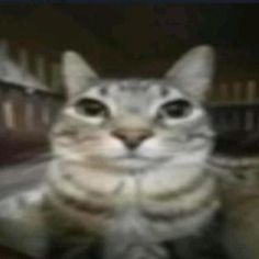 a blurry photo of a cat looking at the camera