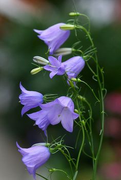 purple flowers with green stems in the foreground