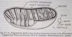 diagram of the structure of a melon in an old book, with information about it