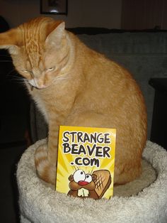 an orange cat sitting on top of a white chair next to a sign that says strange beaver com