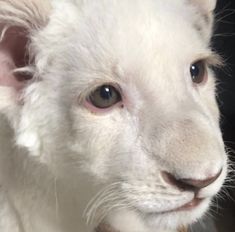 a close up of a white cat with blue eyes