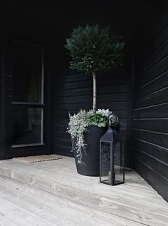 a potted tree sitting on top of a wooden floor next to a black door