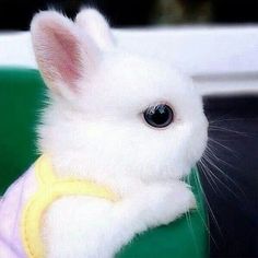 a small white rabbit sitting on top of a green chair