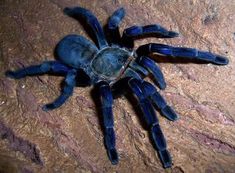 a large blue spider sitting on top of a rock