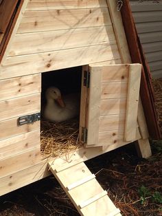 a duck is sitting in the open door of a chicken coop that's made out of wood