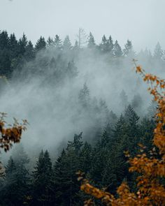 the trees are covered in mist and fog