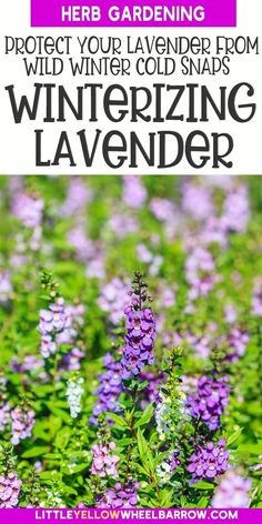 purple flowers with the words winterizing lavender