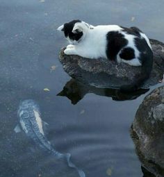 a black and white cat sitting on top of a rock next to a body of water