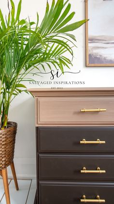 a potted plant sitting on top of a dresser