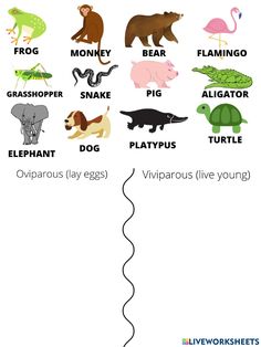 the different types of animals and their names