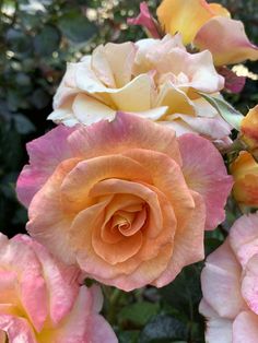 pink and yellow roses are blooming in the garden