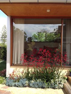 red flowers in front of a window with curtains on the windowsill and wooden bench