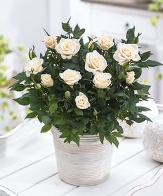 a potted plant with white roses sitting on a table