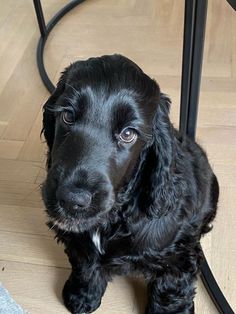 a black dog sitting on top of a hard wood floor next to a metal table