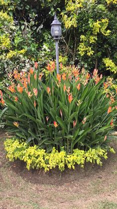 the flowers are blooming in the garden by the street light