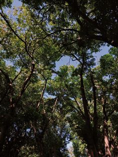 the trees are tall and green in the forest