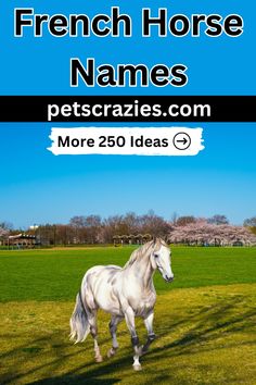 a white horse running in the grass with text overlay that reads french horse names