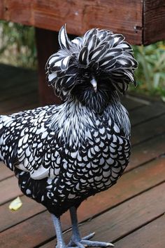 a black and white chicken standing on top of a wooden deck