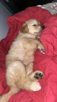 a small dog is sleeping on a red comforter with his paws resting on the pillow