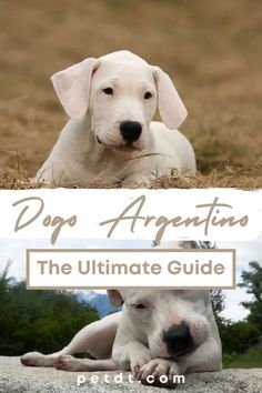 a white dog laying on top of a field next to a sign that says dog argentina the ultimate guide