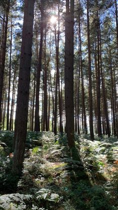 the sun is shining through the trees in the forest