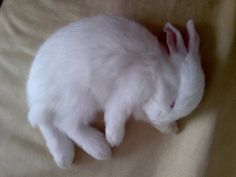 a white rabbit is sleeping on a bed