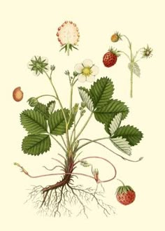 an illustration of strawberries and other plants