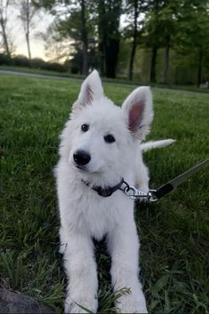 a small white dog on a leash in the grass