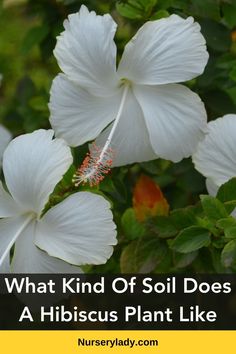 Hibiscus soil requirements -
Best soil for hibiscus plants -
Ideal soil mix for hibiscus -
Hibiscus potting soil -
Hibiscus planting soil -
Choosing soil for hibiscus -
Hibiscus soil composition -
Soil pH for hibiscus -
Hibiscus garden soil -
Hibiscus soil drainage -
Hibiscus soil texture -
Hibiscus soil acidity -
Organic soil for hibiscus -
Sandy soil for hibiscus -
Loamy soil for hibiscus -
Hibiscus soil fertility -
Clay soil for hibiscus -
Hibiscus soil moisture -
Hibiscus soil nutrients - Hibiscus Fertilizer, Hibiscus Care, Growing Hibiscus, Hibiscus Tree, Hibiscus Garden, Hardy Hibiscus, Compost Soil, Hibiscus Plant, Soil Ph