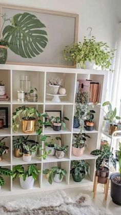 a room filled with lots of potted plants on top of white bookshelves