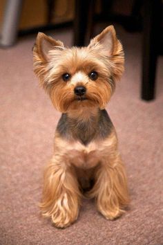 a small brown and black dog sitting on the floor