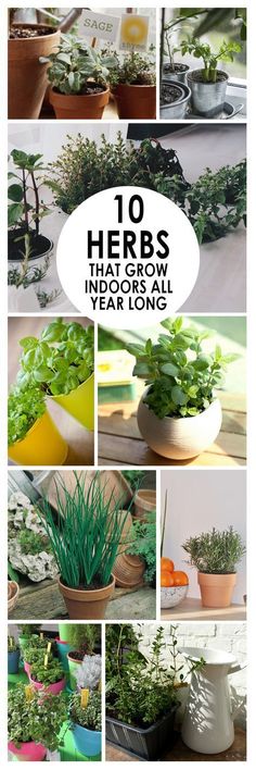 various plants are shown with the words 10 herbs that grow in your year long