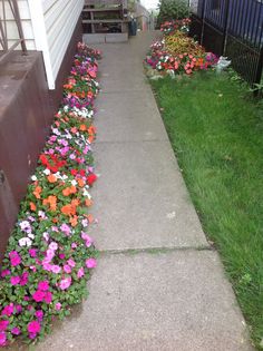 some flowers that are growing on the side of a house