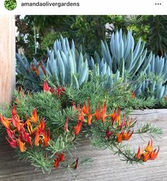 some very pretty flowers by some plants