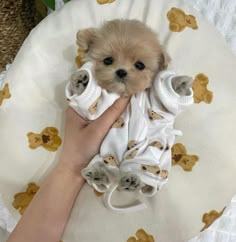 a person holding a small dog in a diaper