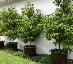 several potted trees line the side of a white wall in front of a house