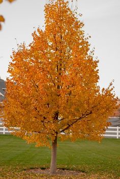 an orange tree in the middle of a field