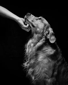 a black and white photo of a dog being petted