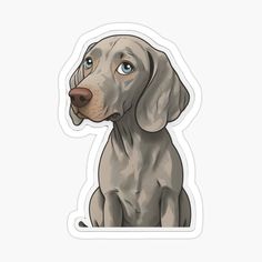 a gray dog with blue eyes sitting down sticker on a white background and looking at the camera