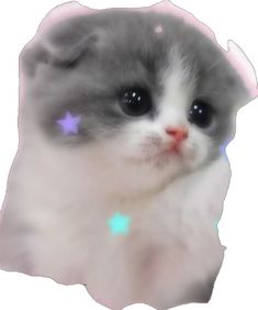 a gray and white kitten with stars on it's forehead