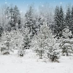 the snow is falling on the trees in the wintertime forest with stars and sparkles