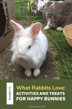 a rabbit sitting on the ground next to a box with rabbits in it and text that reads, what rabbits love activities and treats for happy bunnies