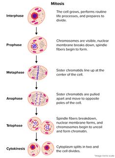 the diagram shows different types of cells in an animal's body and how they function them