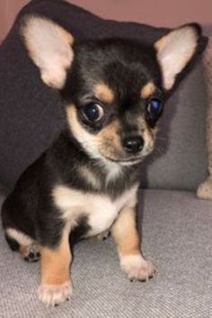 a small black and brown dog sitting on top of a couch