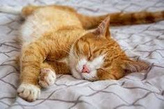 an orange and white cat sleeping on top of a bed