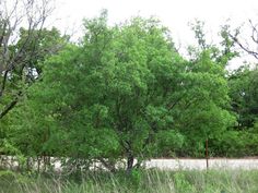 a large green tree sitting in the middle of a forest filled with tall grass and trees