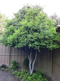 a small tree in the corner of a fenced area with bushes and trees around it