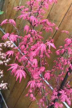 a pink tree in front of a wooden fence